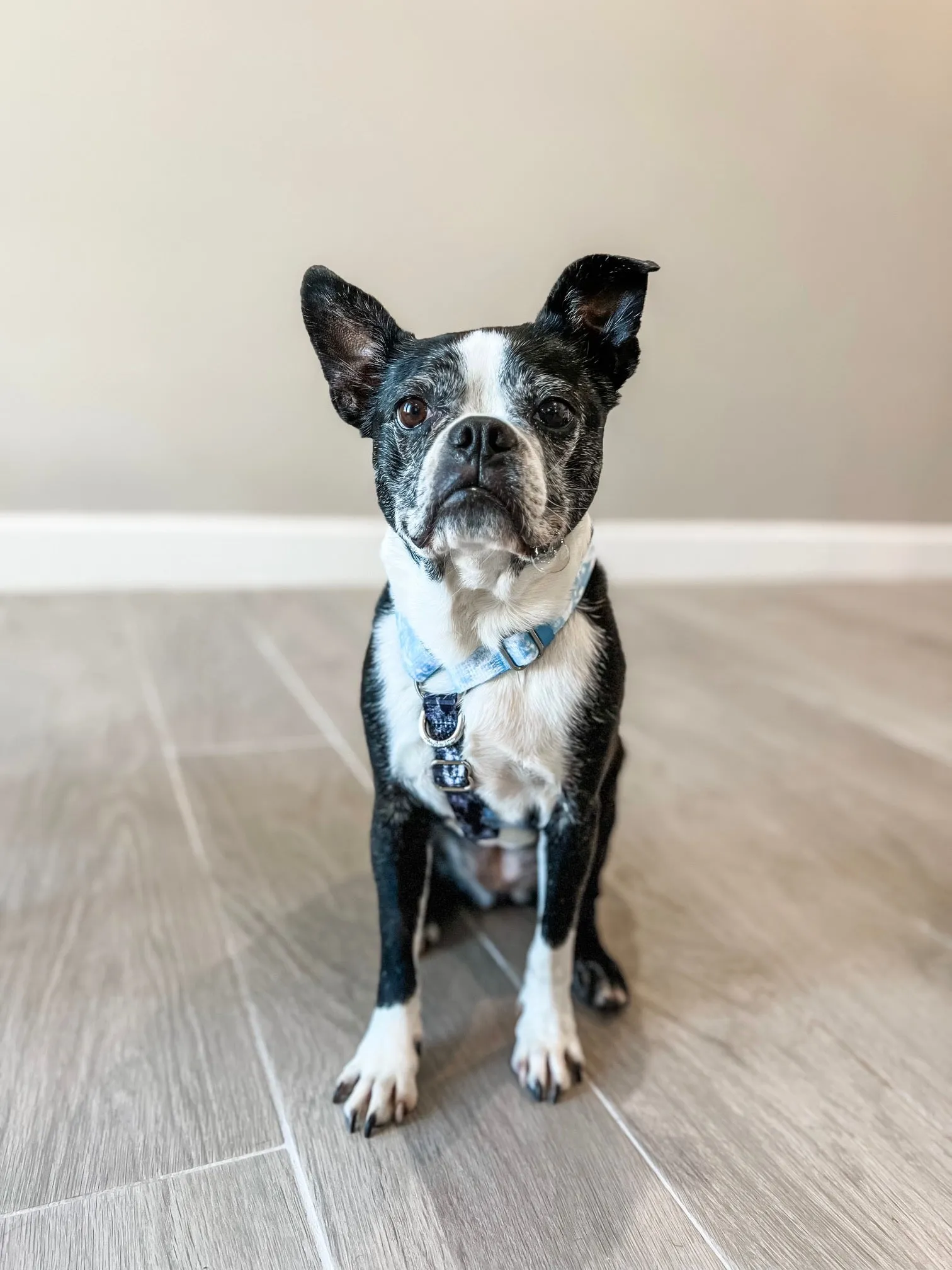 Adjustable Pet Health Strap Harness | Inked