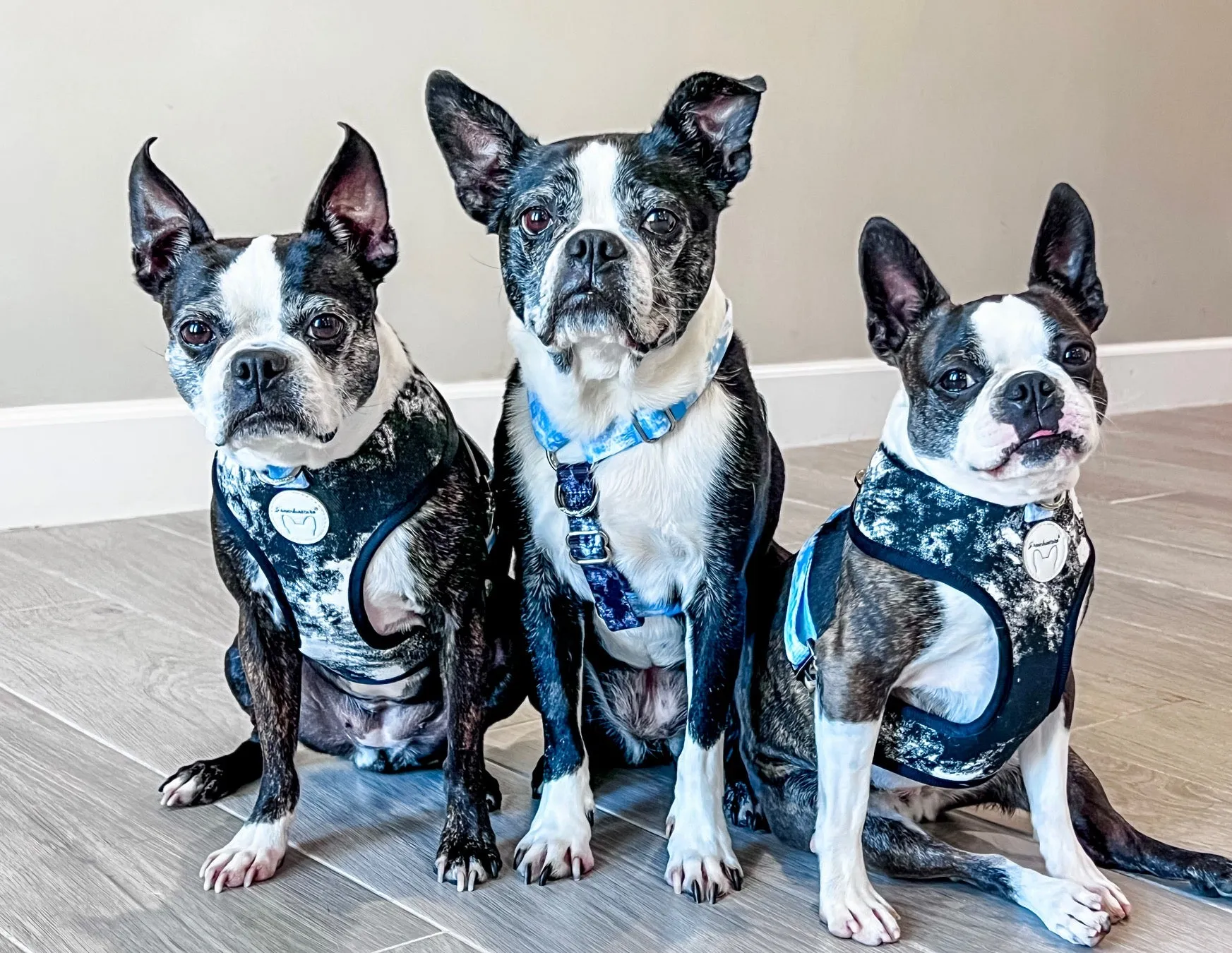 Adjustable Pet Health Strap Harness | Inked