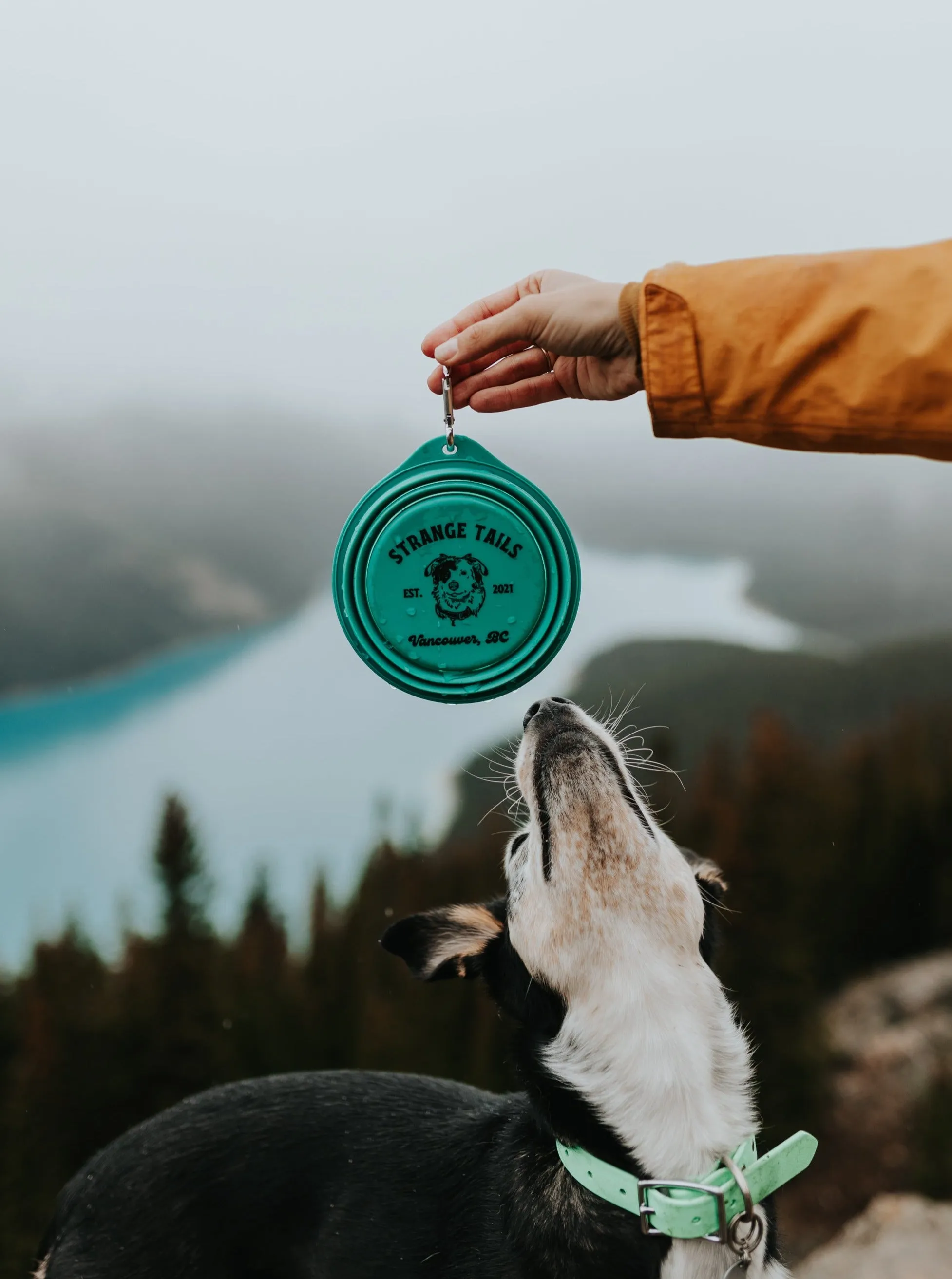Collapsible Travel Bowl