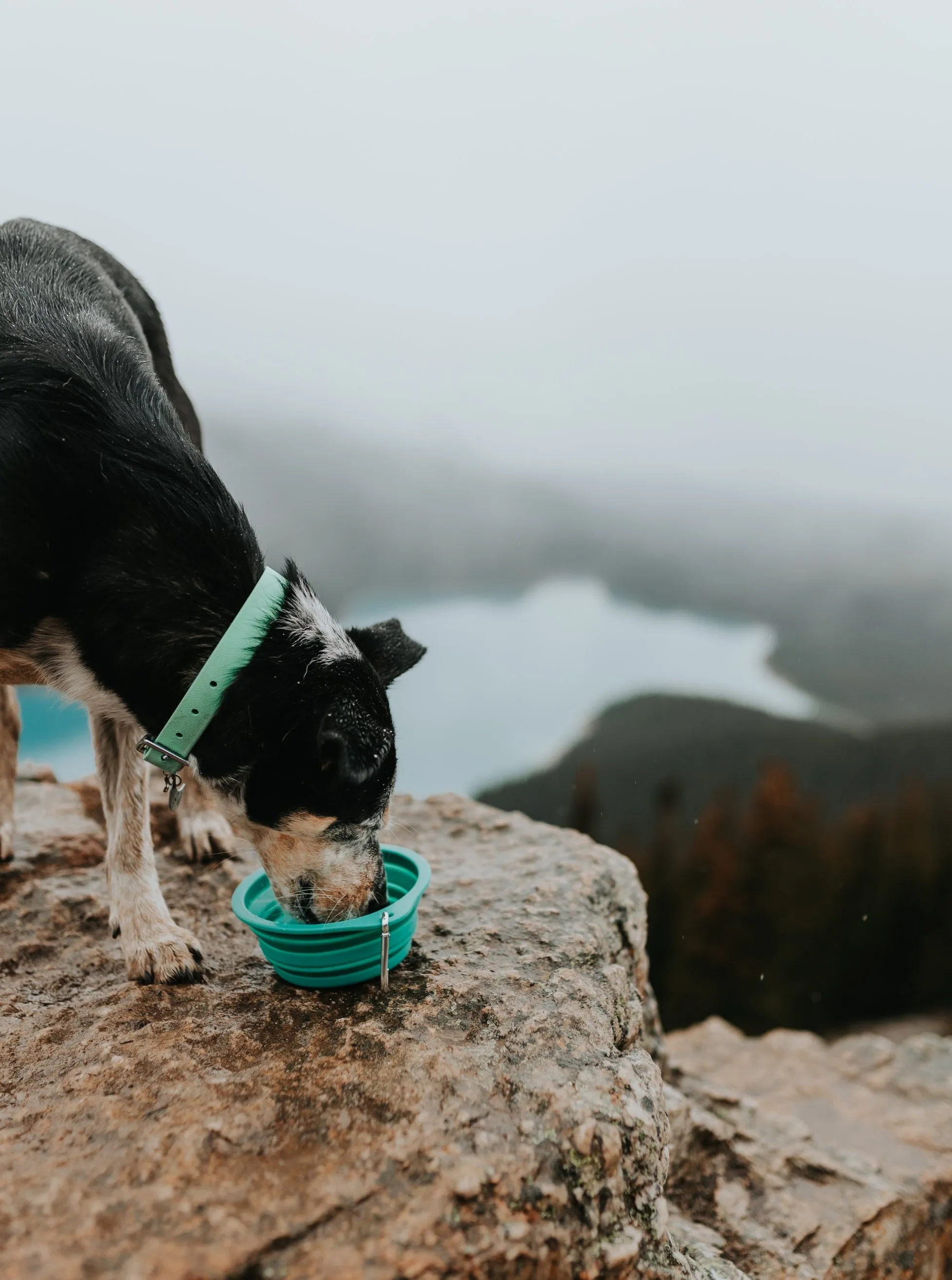 Collapsible Travel Bowl