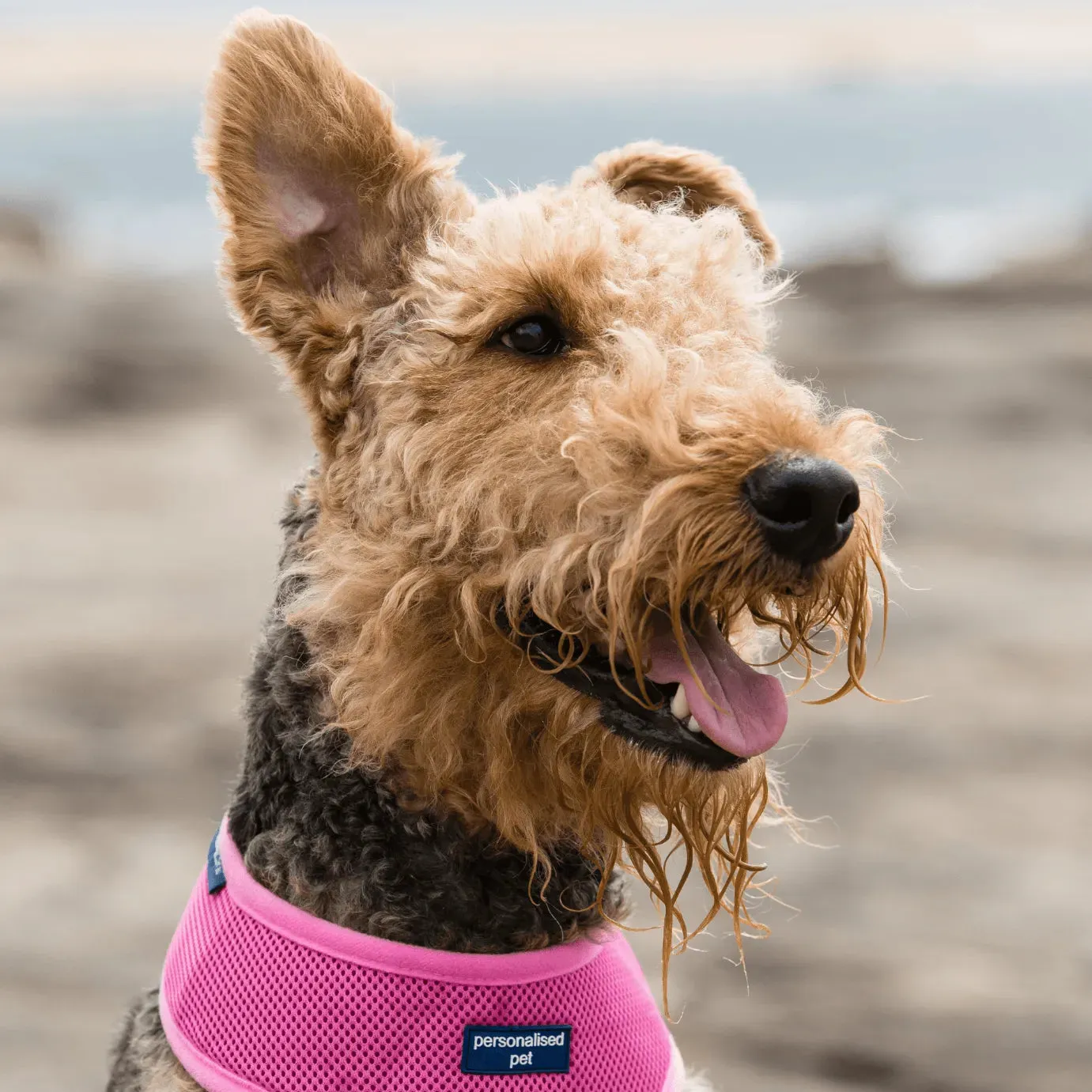 PET HARNESS Dusty Pink - Embroidered