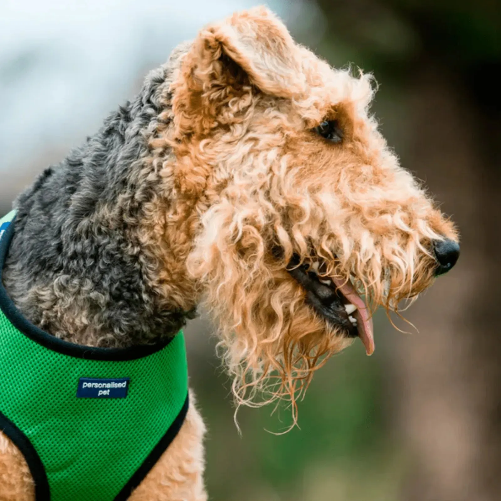 PET HARNESS Green - Embroidered