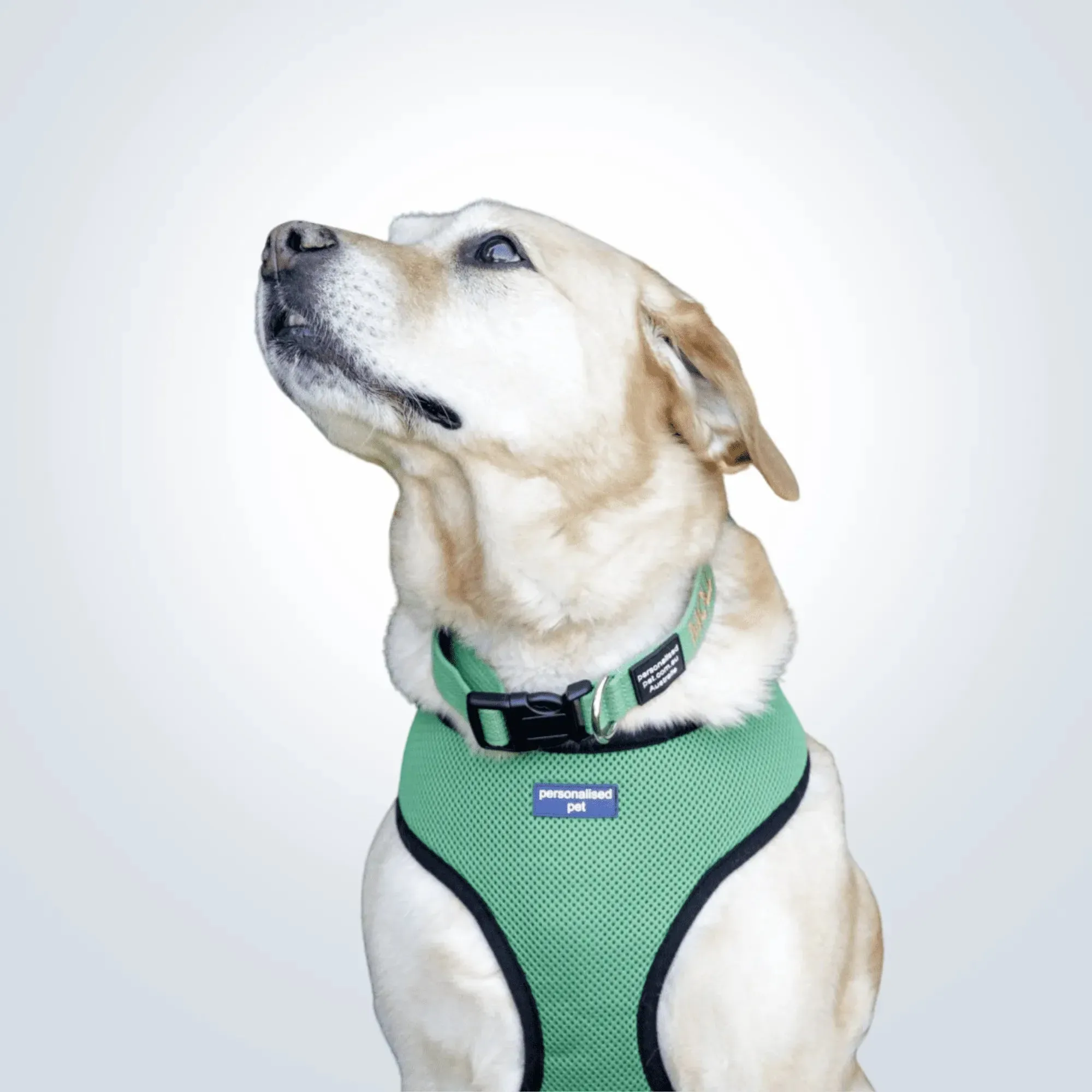 PET HARNESS Green - Embroidered