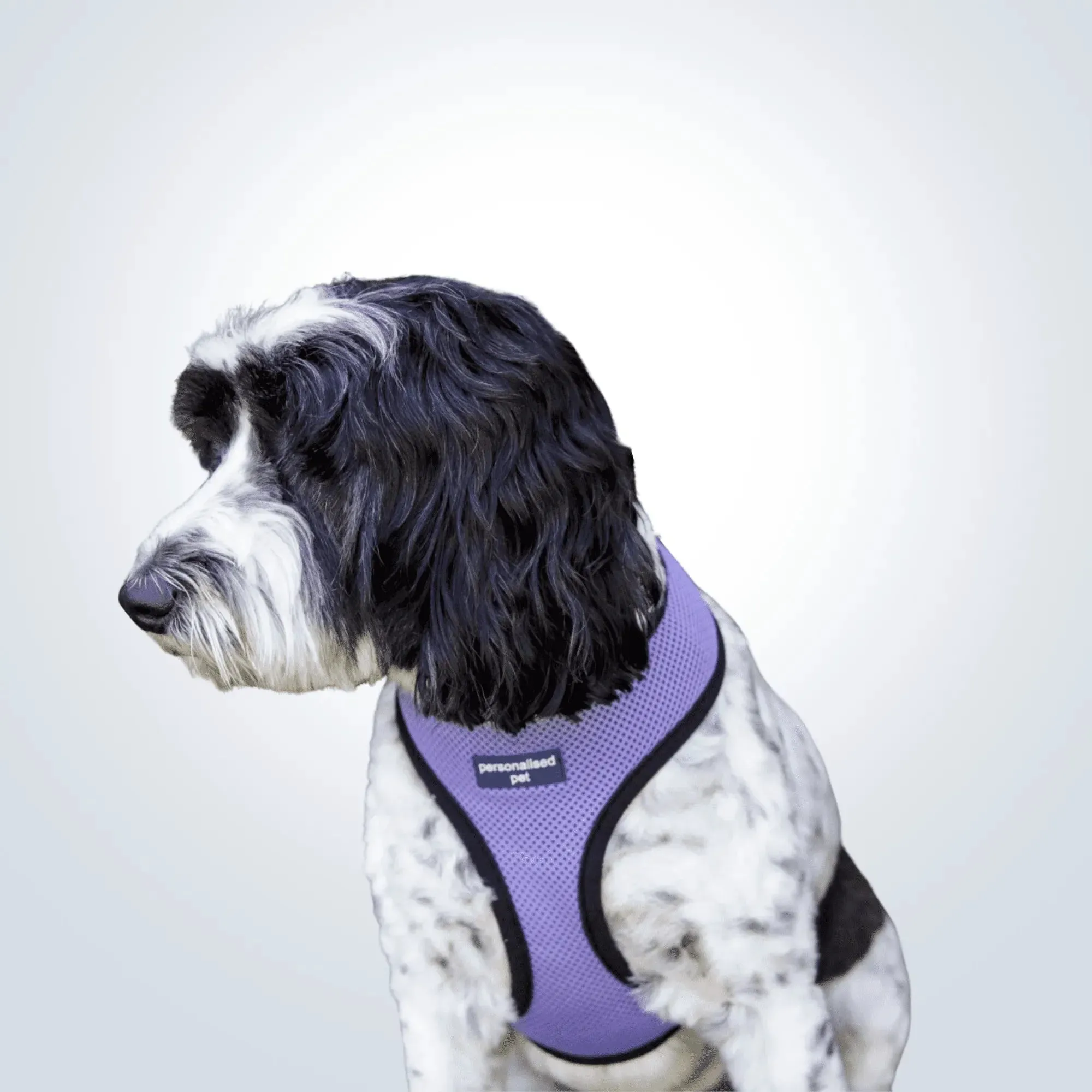 PET HARNESS Purple - Embroidered