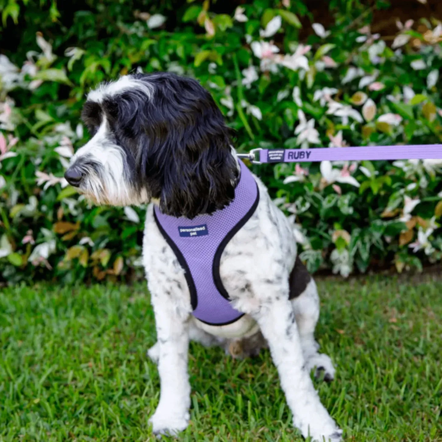 PET HARNESS Purple - Embroidered