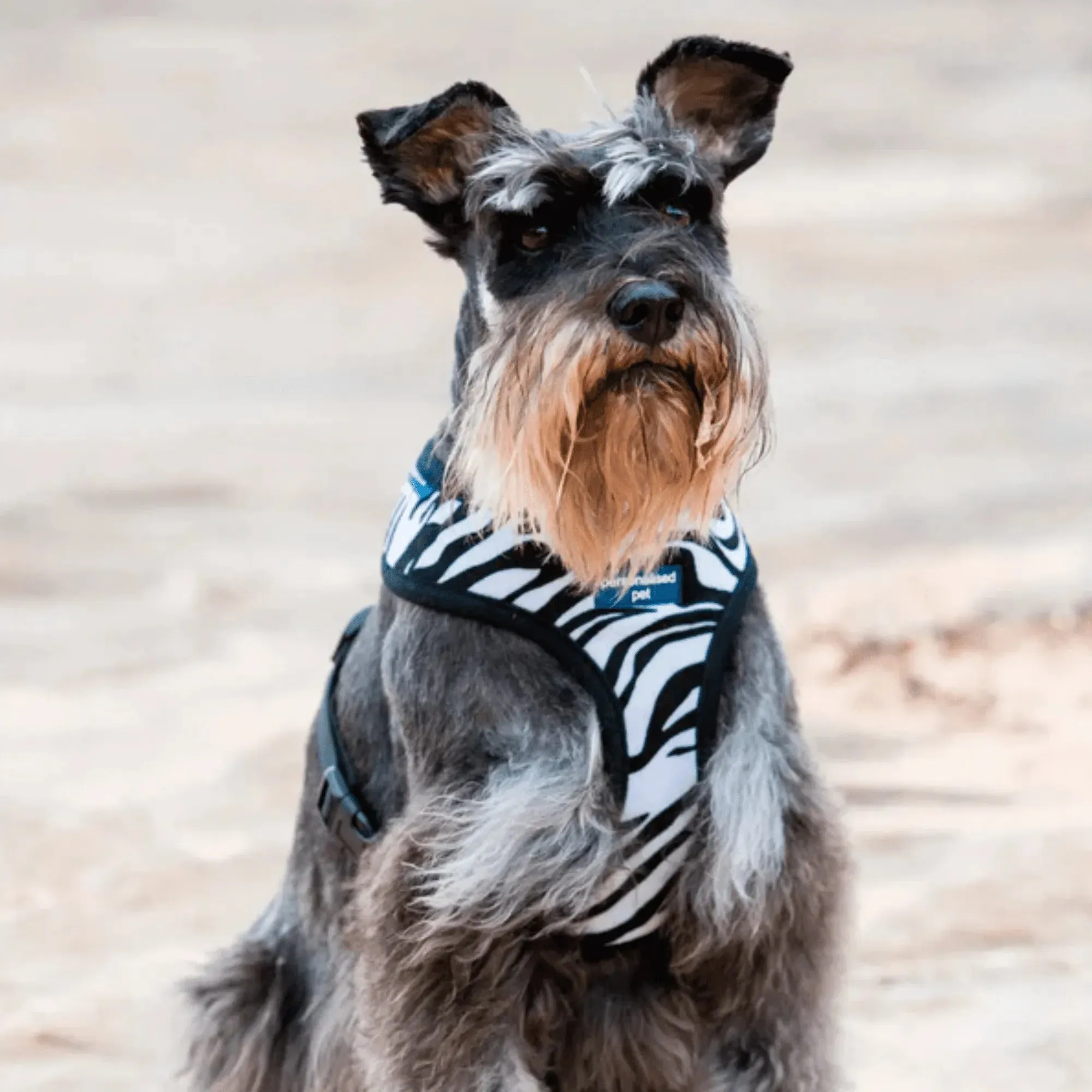 PET HARNESS Zebra - Embroidered