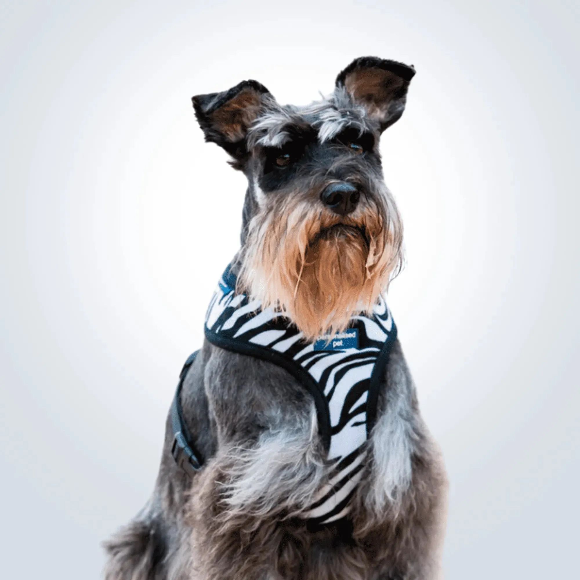 PET HARNESS Zebra - Embroidered