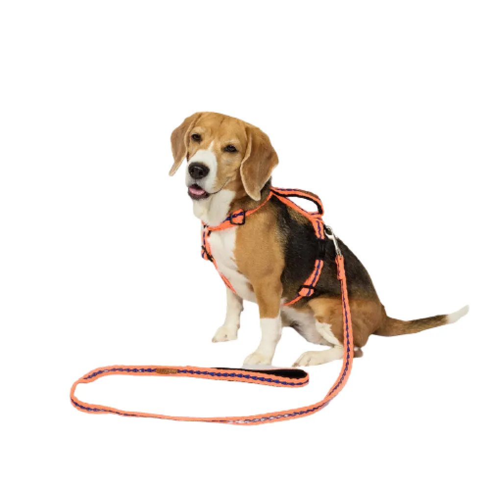 PetWale Cotton Adjustable H Harness for Dogs (Orange with Blue)