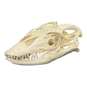 Replica Water Monitor Skull