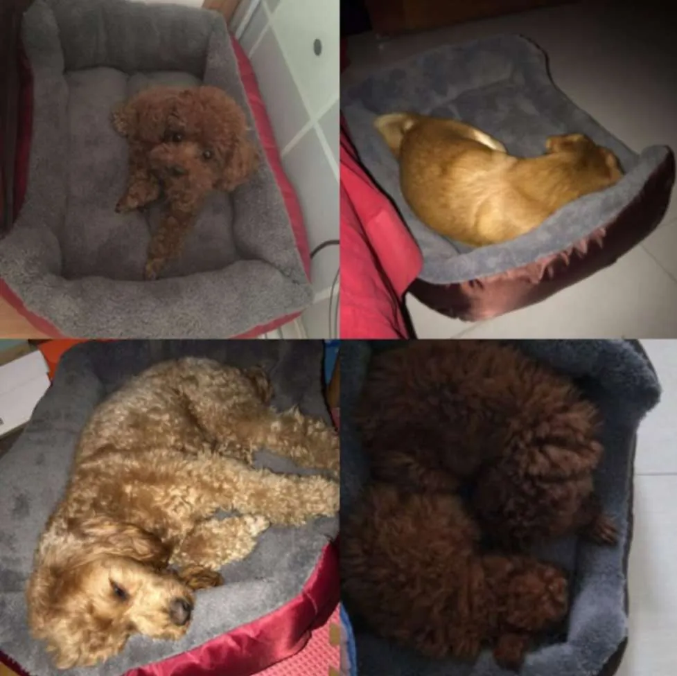 Super Plush Orthopedic Dog Bed - Ultimate Comfort & Support for Your Pet!